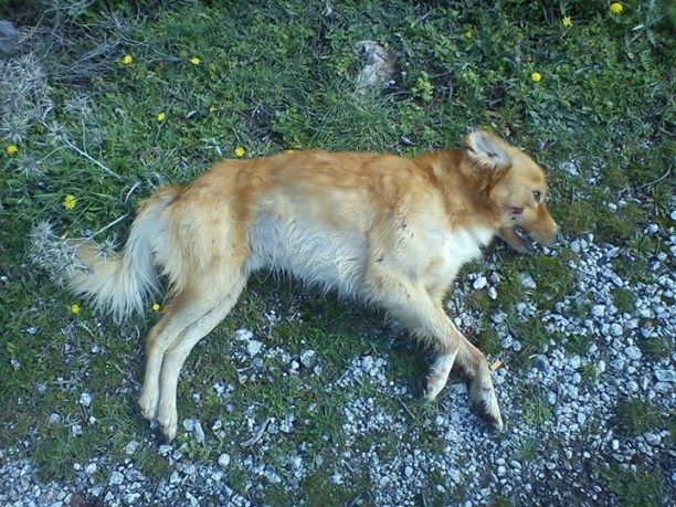 Λέσβος: Πυροβόλησε και σκότωσε τον αδέσποτο σκύλο